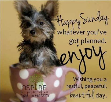 “happy Sunday Whatever Youve Got Planned Enjoy Wishing You A Restful