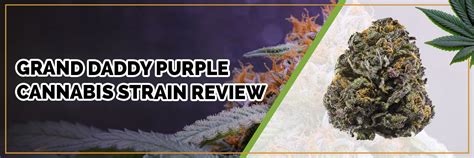 Grand Daddy Purple Cannabis Strain Review Industrial Hemp Farms