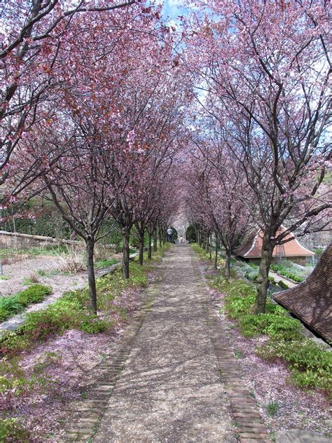 Dumbarton Oaks In April Credit Dumbarton Oaks With This Li Flickr
