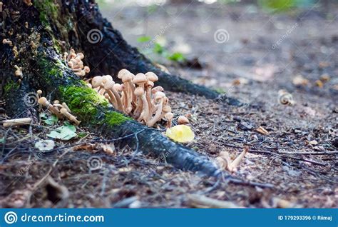 Mushrooms On A Stump Stock Photo Image Of Linenabstraction 179293396