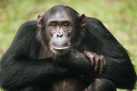 Chimps Orangutans Have Human Like Memory National Geographic Blog