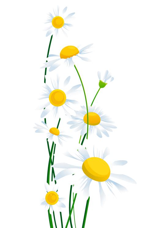 Common Daisy Clip Art Transparent White Daisies Png Clipart Png Download Free