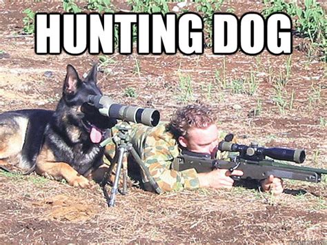 Hunting Dog Hunting Dog Quickmeme