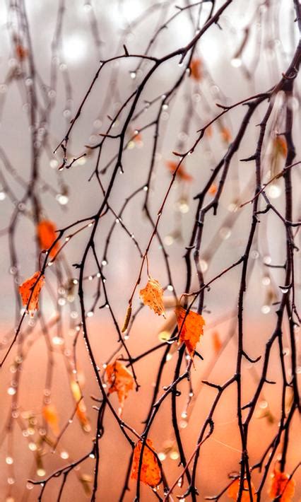 Autumn Rain Live Wallpapers For Android Apk Download