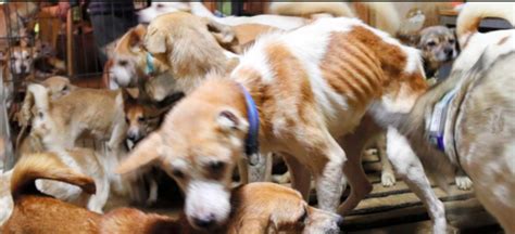 A coordinator will email you and start the adoption process. 164 Emaciated Dogs Rescued From Horrid Conditions In Tiny ...