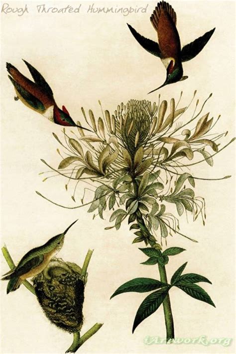 John James Audubon Rough Throated Hummingbird Painting
