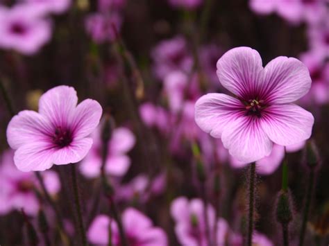 Beautiful Purple Flowers Wallpaper 1366x768 22583