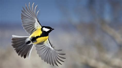Безплатни летящи птици Изтеглете безплатни картинки безплатни