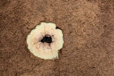 Bullet Holes Wood Stock Photos Free And Royalty Free Stock Photos From