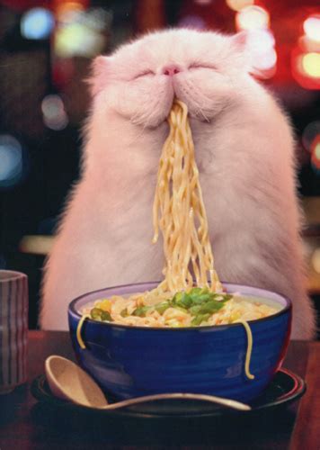 I spilled a lot of spaghetti on my floor and i took my cats out of the room to clean it up, when i was getting paper towels and rags i found my cat eating i wouldn't recommend feeding/letting her eat it on a regular basis, but a few bites is fine and won't hurt her. Cat Eating Steamy Noodles Funny Birthday Card - Greeting ...
