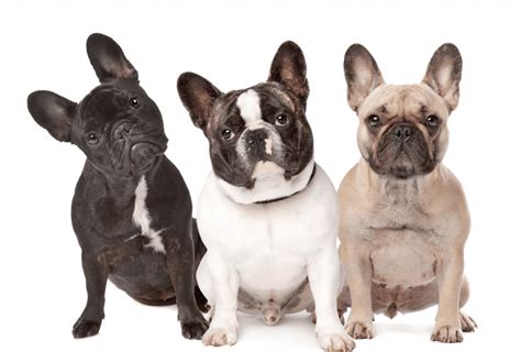 These colors are also often referred to as rare colors. French Bulldog Colors - All Frenchie Colors Explained ...