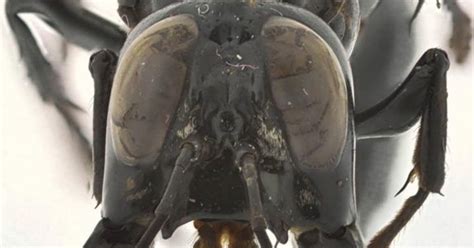 Newly Discovered Warrior Wasp Has Giant Jaws