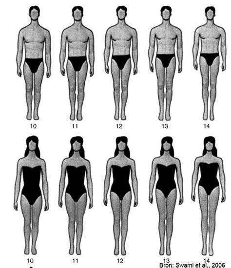 Calculates ideal body weight (devine formula) and adjusted body weight. Leg-to-body-ratio Swami et al, 2006 - Lichaamsverhoudingen