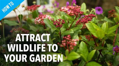 Gardeners often don't realize gardens make for great firefly habitat, helping to replace lost natural gardens are meccas for food fireflies eat. How to attract wildlife to your garden - YouTube