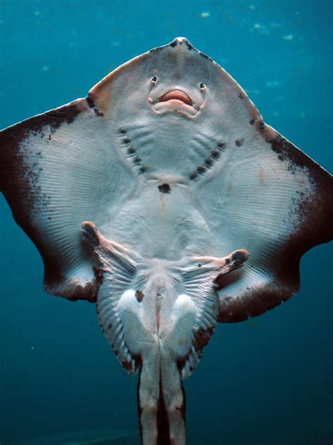 Underside Of A Stingray Awesome Beautiful Sea Creatures Marine