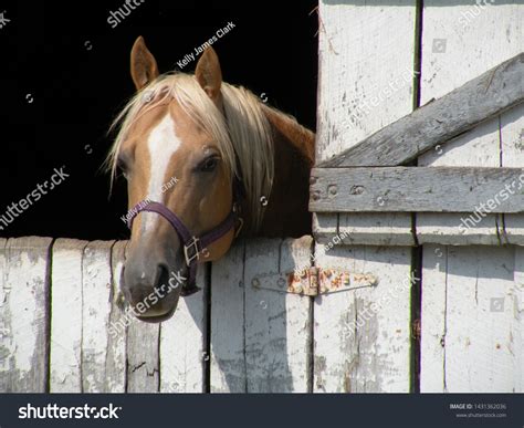 Horse Looking Out Barn Window Stock Photo 1431362036 Shutterstock