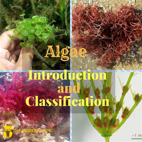 What Is Algae What Are The Types Of Algae How Do We Classify Algae
