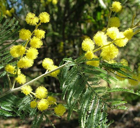 Acacia Dealbata Silver Wattle Is A Large Spreading Tree Growing Up To