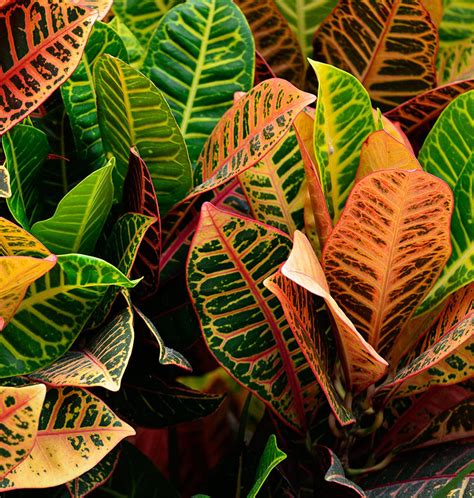 Plantas De Interior Sin Flor Pero Con Hojas Espectaculares Para