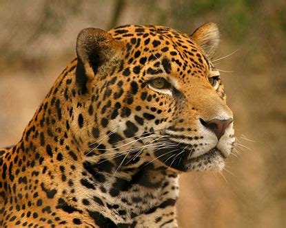 Interestingly, this region is hugely oozing with biodiversity as it contains more than half of the world's plant and animal species. All Animal Pictures: Jaguar Amazon Rainforest Animals