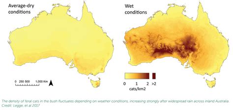 How Many Feral Cats In Australia Pestsmart