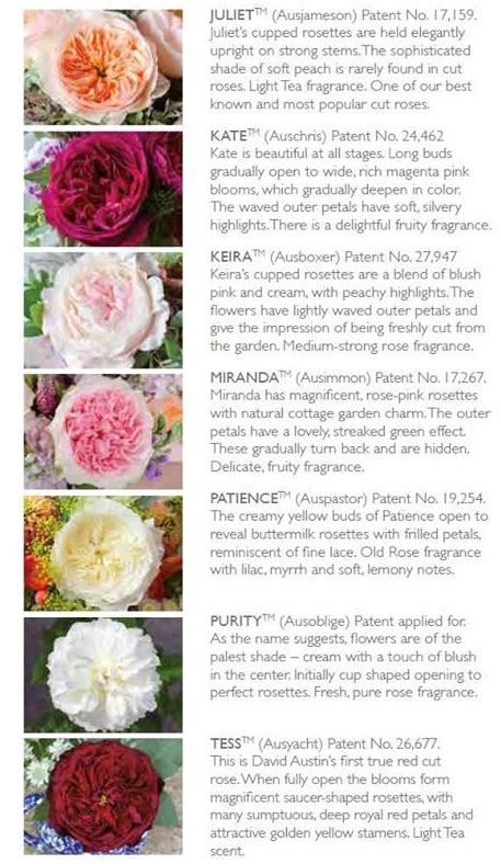 David Austin Garden Roses 2017 Flirty Fleurs The Florist Blog