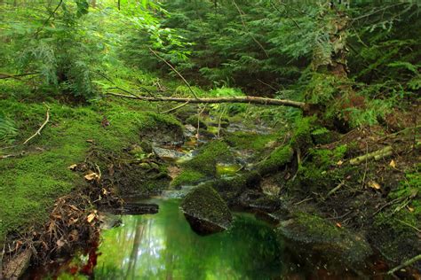 Free Picture Water Wood Nature Moss Landscape Leaf
