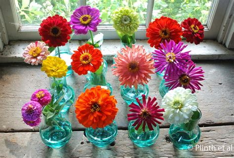 Fast growing flowers in the philippines. Manila Urban Gardener: How to Grow Zinnias in the Philippines