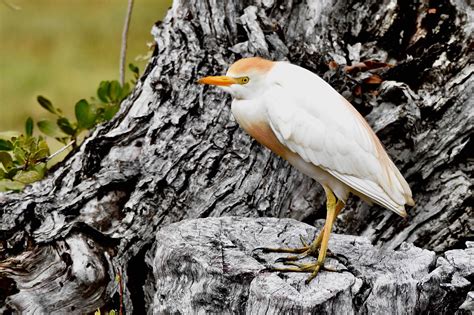 Cattle Egrets