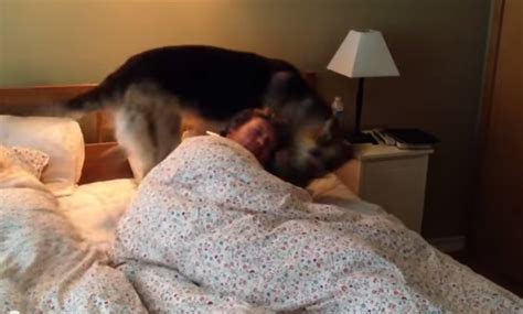 Funny Dogs Waking Up Their Owners Three Million Dogs Funny Dogs