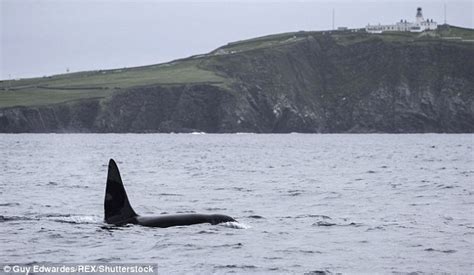 Duck Off Extraordinary Scenes As Hungry Killer Whales Prey On Hapless