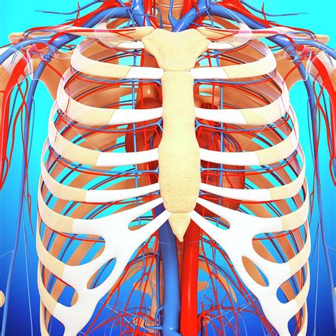 Chest Anatomy Photograph By Springer Medizinscience P