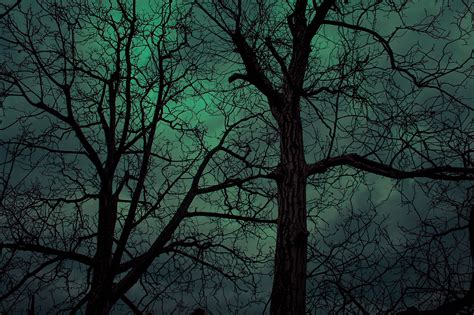 Creepy Trees At Night