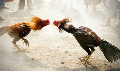 Supreme Court Refuses Urgent Hearing To Stop Cock Fight In Andhra