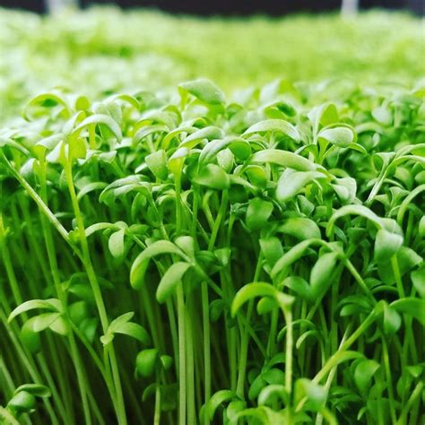 Cress Curled Microgreen Seeds 6 10 Times More Nutrious Than Etsy