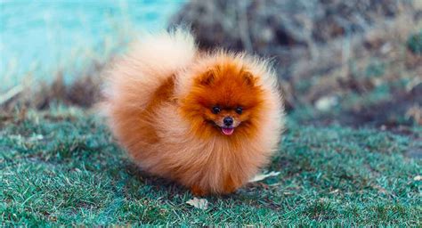 Fluffy Dogs 15 Of The Top Picks That Will Steal Your Heart