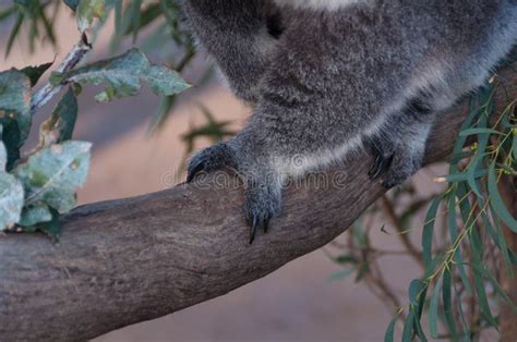 Koala Paws Stock Image Image Of Grey Claws Endangered 33567379