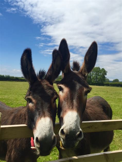 The Donkey Sanctuary Remains Closed To Visitors The Devon Daily