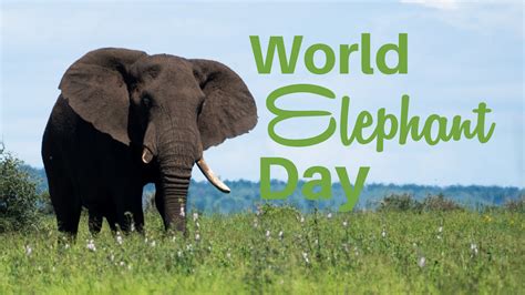 World Elephant Day - Riset