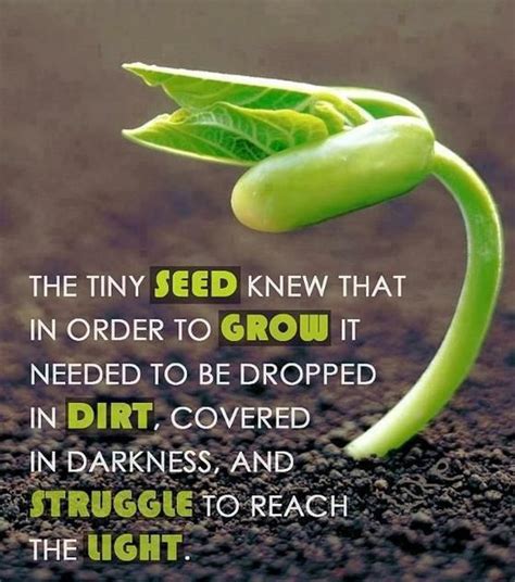 Be Like A Seed And Allow Yourself To Just Keep Growing The Tiny Seed