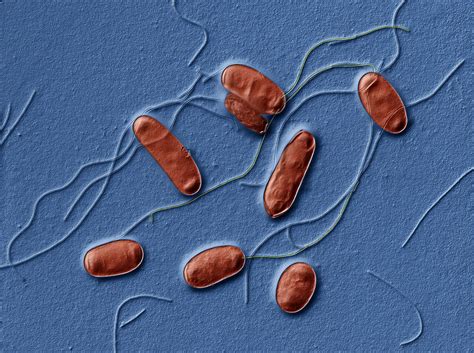 Clinical practice guidelines by the infectious diseases society of. Legionella Pneumophila, Tem Photograph by Eye of Science