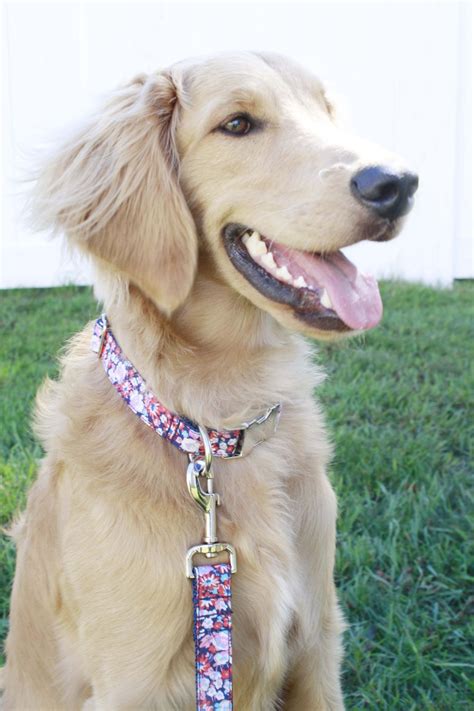 Unlike dog kennels or dog hotels, pawshake sitters offer personalised care in their homes. American Floral Collar - bonjour fido! | Female golden ...