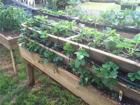 How To Make Raised Beds For Strawberries