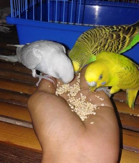 Dilansir dari wikipedia, burung yang termasuk dalam family columbidae ini terdiri dari. √ Makanan Parkit Anakan dan Dewasa - Binatang Peliharaan