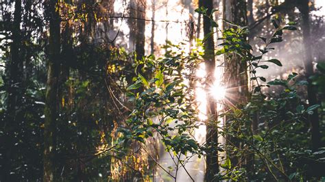 Download Wallpaper 3840x2160 Forest Trees Leaves Sun Rays Nature