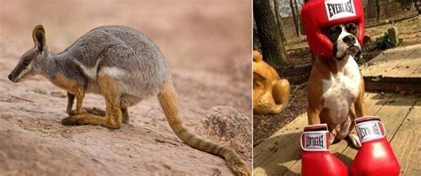 Here Are 15 Exotic Animals Trying To Take The Best Pet