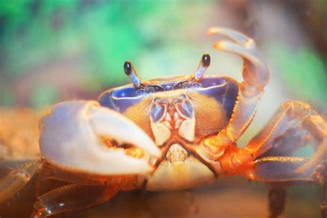 17600 Crabs Underwater Stock Photos Pictures And Royalty Free Images