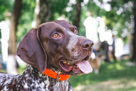 The Twelve Breeds Of Christmas German Shorthaired Pointer Tevra Pet