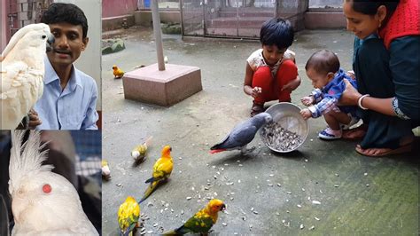 Why Do Birds Pluck Feathers Basic Care And Treatment Of Birds
