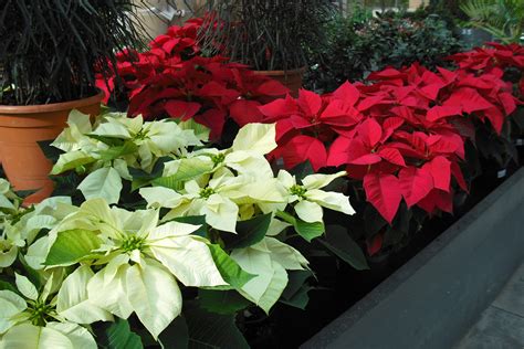 La flor de pascua es uno de los símbolos del invierno y de la navidad.flor de pascua para pintar en tela, velas y flor de pascua navidad para colorear, dibujo flores poinsetia, flor pascua diseño, siluetas flores navideñas pascuas, plantas con flores y sin flores para colorear, flores y plantas para imprimir, dibujar una rosa de pascua. ¿Cómo cuidar la Flor de Pascua o Poinsettia? - Blog ...